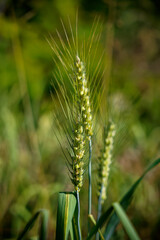 Wheat in a field, the background is very natural and green