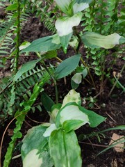 White-green leaves of tradescantia in a greenhouse of tropical plants surrounded by plants of a tropical climate