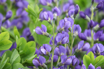 Fototapeta premium Baptisia australis, commonly known as blue wild indigo in flower.