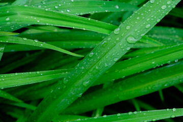 Background, raindrops on green flower stems, wet foliage after rain.