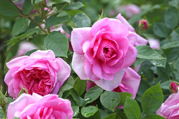 Pink Rosa 'Cariad' in flower