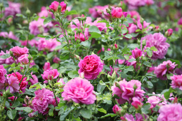 Rosa 'Princess Anne' in flower