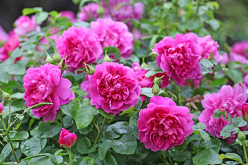 Rosa ‘Princess Anne' in flower