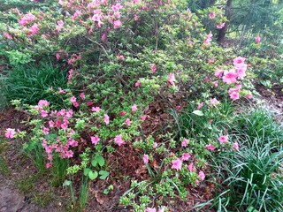 flowers in the garden