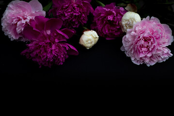Big bright peonies against white backdrop. Art toned photo of spring flower. Pink and white peonies isolated on white background. Spring, wedding background. Flat lay, copy space. Panorama.