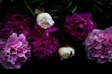 Big bright peonies against white backdrop. Art toned photo of spring flower. Pink and white peonies isolated on white background. Spring, wedding background. Flat lay, copy space. Panorama.