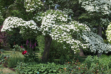 Cornus kousa 'Eurostar' in flower