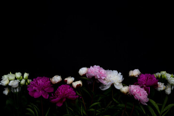 Big bright peonies against white backdrop. Art toned photo of spring flower. Pink and white peonies isolated on white background. Spring, wedding background. Flat lay, copy space. Panorama.