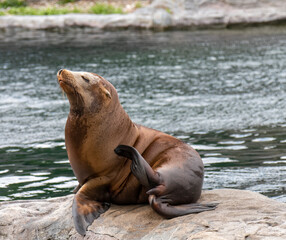 Animals – the seal poses for a photo.