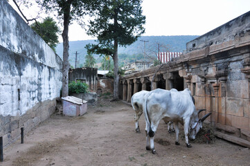 Cows grazing in the temple courtyard in Madurai, Tamil Nadu, India
