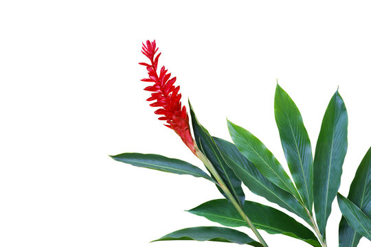 Red Ginger, Alpinia purpurata Flower with Green Leaves Isolated