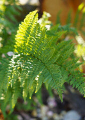 Close-up photo of fern leaves.