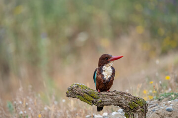 Halcyon smyrnensis ; Turkish name is Izmir Kingfisher