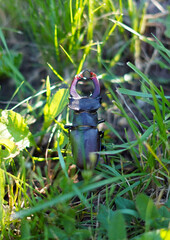 Stag beetle in the grass, which is photographed in a vertical position.