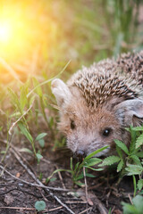 Young hedgehog in natural conditions in forest among grass.