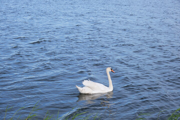 Lonely white swan background blue lake water.
