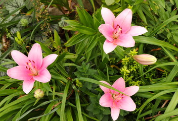 Obraz na płótnie Canvas Three Pink Daylilies in Garden, Top View