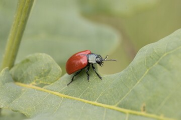 Chrysomela populi