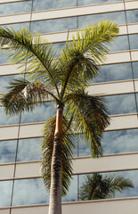 Fototapeta na wymiar palm tree and sky tropical miami 