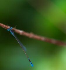 blue dragonfly on a green leaf 