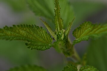 young nettle. green leaves. spring background. vitamins.