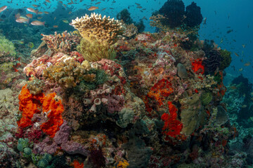 Plakat coral anilao