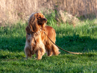 american cocker spaniel