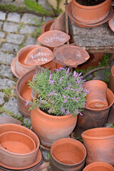 Blumentoepfe