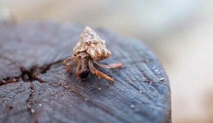 Hermit Crab on a post.