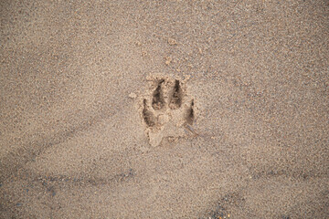 A dog's footprint in the sand.A dog walks on the beach.