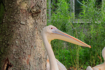 common pelicans between trees in the zoo
