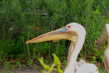 common pelicans between trees in the zoo