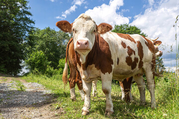 Fototapeta na wymiar Portrait of a free-range german simmental breed cow on a pasture in summer outdoors
