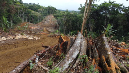 ilheus, bahia, brazil - may 23, 2022: deforestation of native Atlantic Forest trees to build a road...