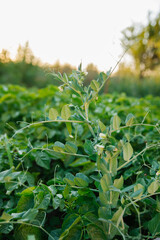 Green pea sprouts. Green peas in the field. Close-up of leaves and flowers. Agricultural industry. An organic product.