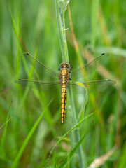 Female Common darter dragonfly aka Sympetrum striolatum seen from above. After rain so raindrops visible.