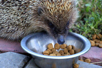 Wild prickly and cute hedgehog eats cat and dog food outdoors in the garden in summer.