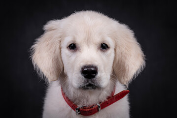 portrait of the Golden retriever Puppy Dog