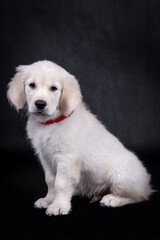 portrait of the Golden retriever Puppy Dog