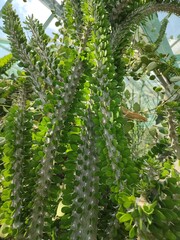 Creeping cactus with leaves surrounded by tropical plants in a greenhouse