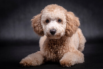 portrait of the Miniature Poodle Dog