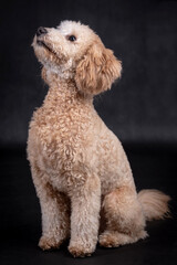 portrait of the Miniature Poodle Dog