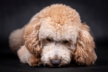 portrait of the Miniature Poodle Dog
