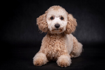portrait of the Miniature Poodle Dog