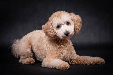portrait of the Miniature Poodle Dog
