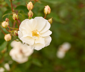Beautiful close-up of a rose garden