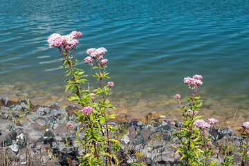 Der Gewöhnliche Wasserdost, Eupatorium cannabinum ist eine Wildstaude kommt auf feuchten Wiesen...