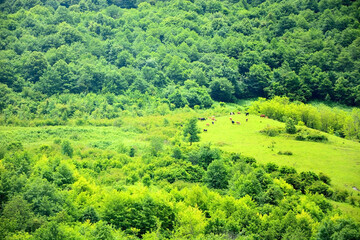 A herd of cows in the Alpine fields in Abkhazia
