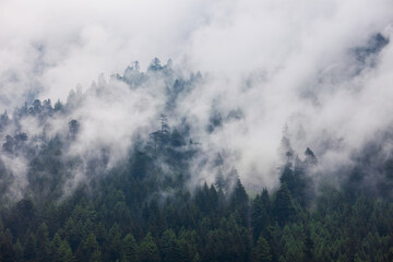 Forested mountains in cloud and mist