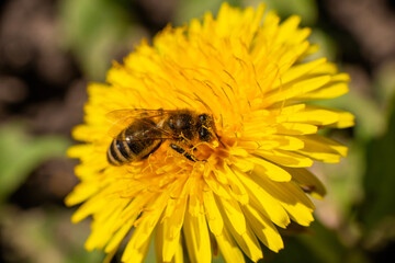Honey bee takes nectar on spring yellow dandelion flower